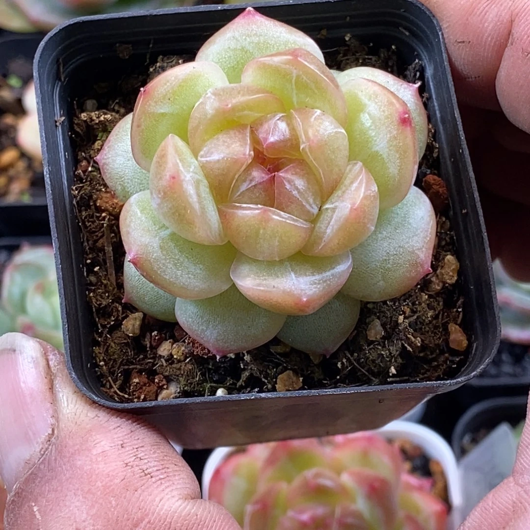 天官赐福百无禁忌