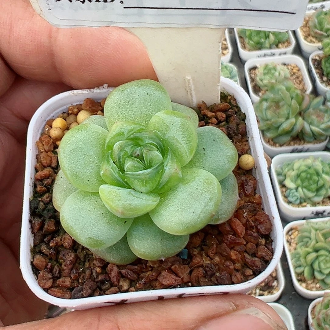 152精品多肉十八包邮