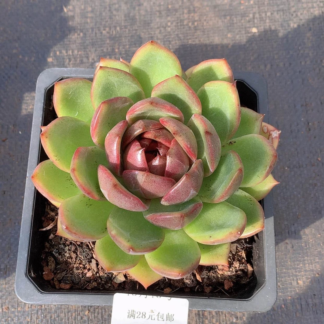 【闪购商品】云224号黑魔法师12公分