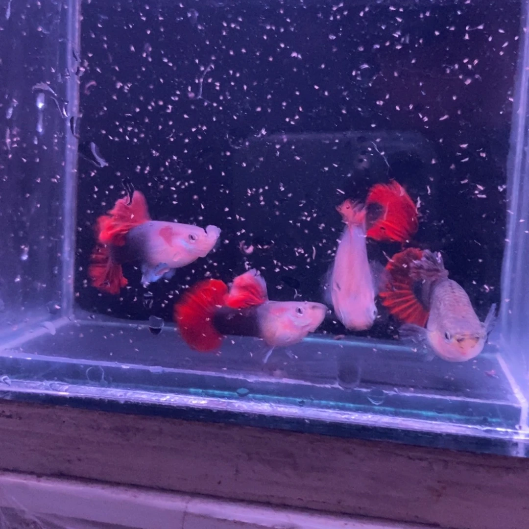 孔雀鱼菊花帆两对