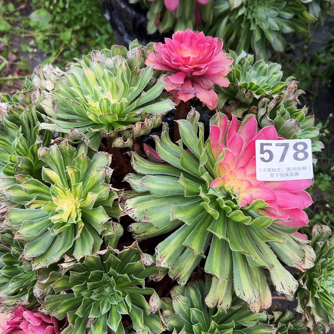 多肉植物578知否法师