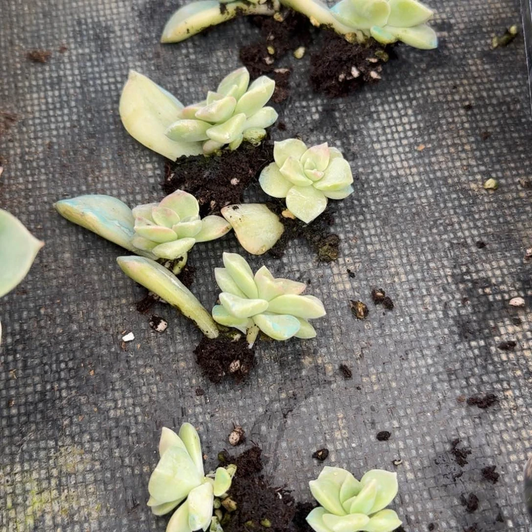 紫乐黄锦20-35两颗量拍