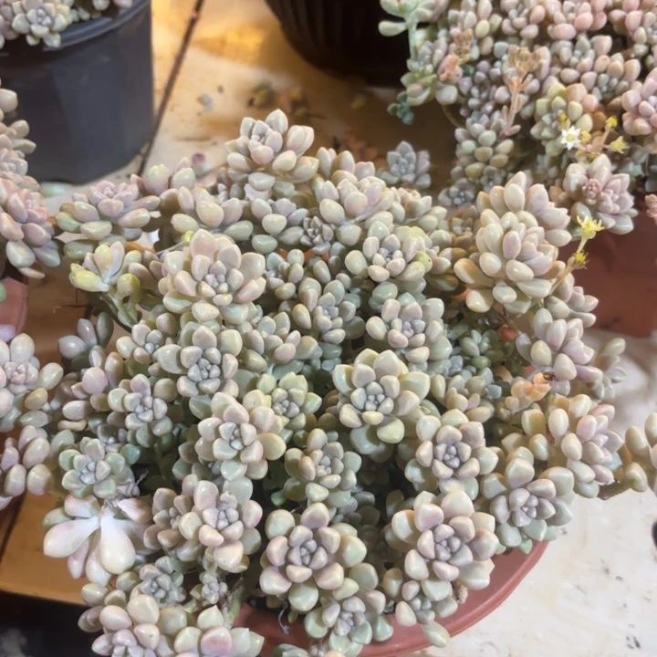 丸叶姬秋丽    16.8