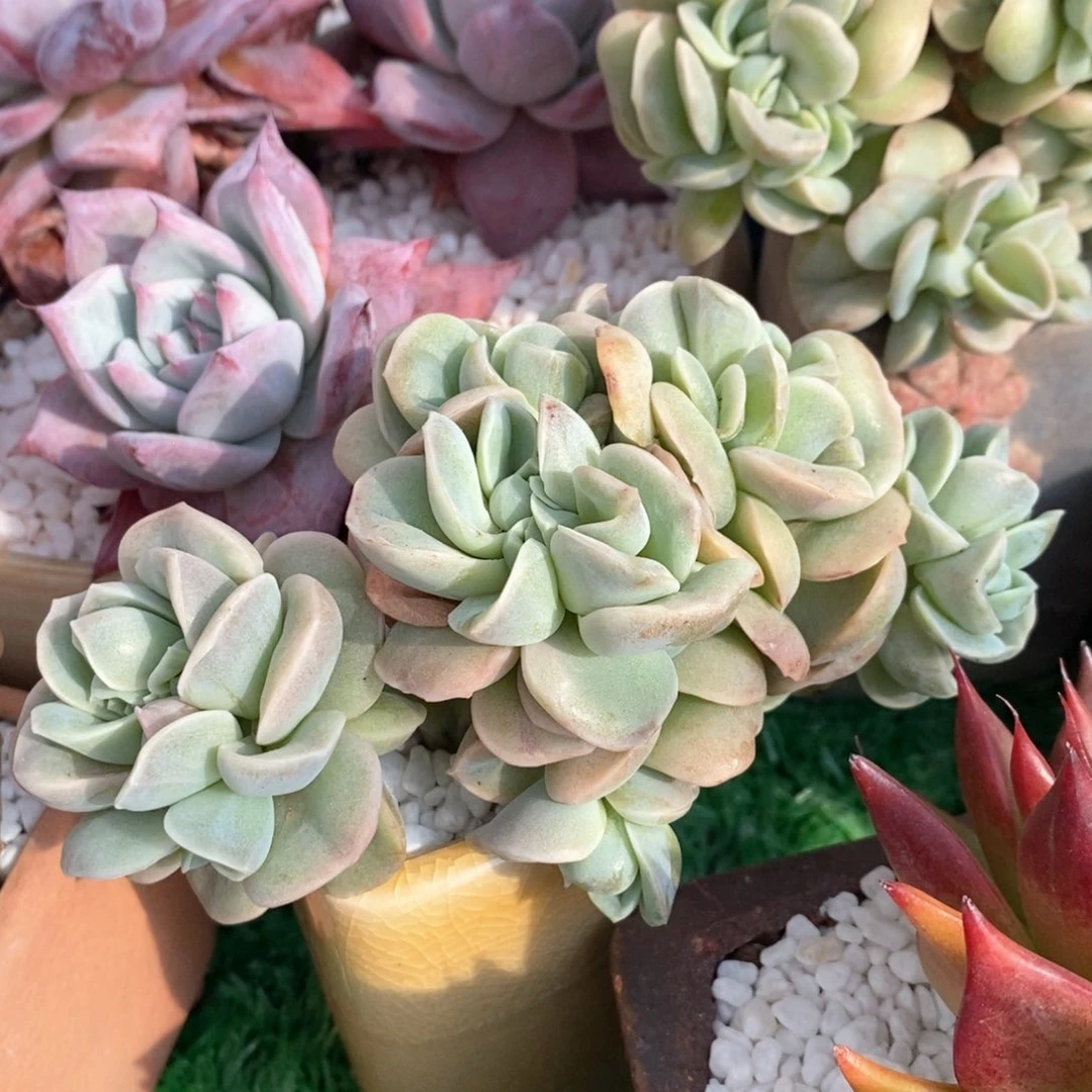 可爱玫瑰缀多肉植物盆栽