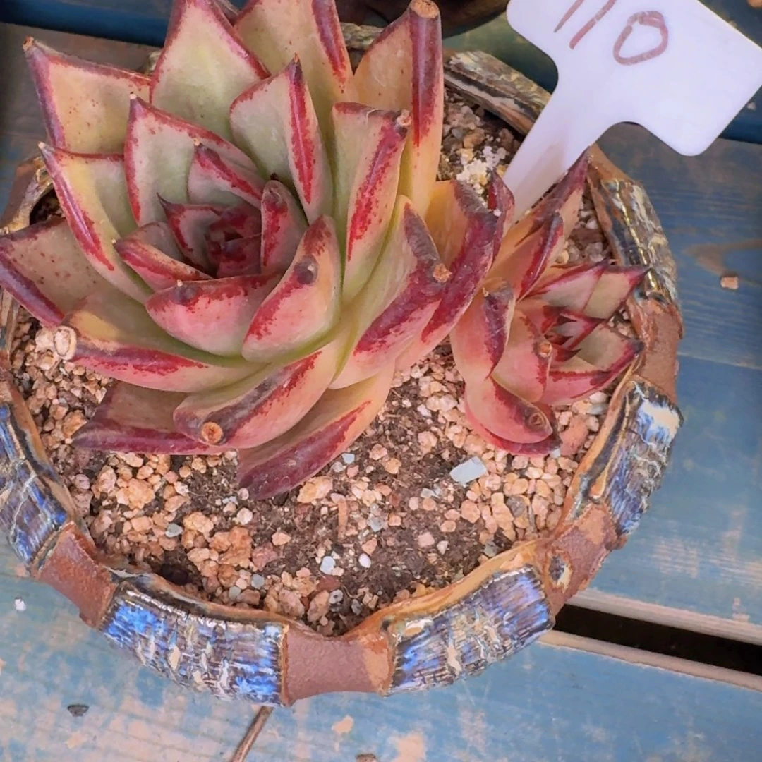 蘑***9多肉植物和植物等