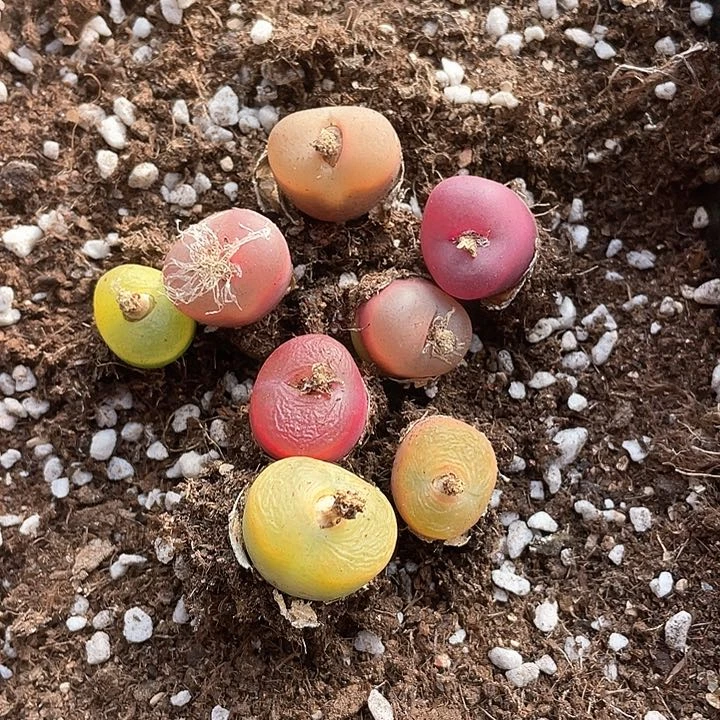 710。  一组毛毛。