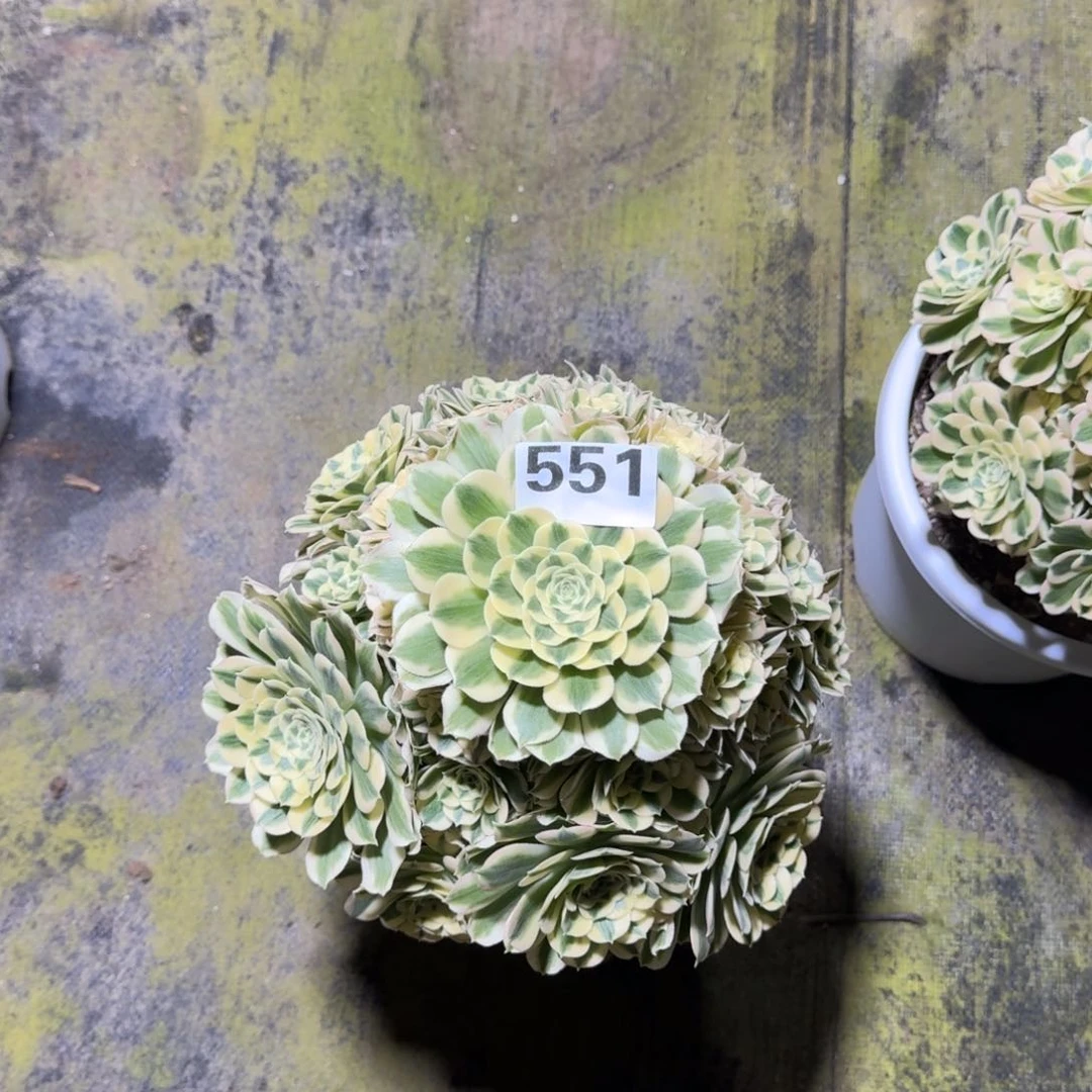 听**旧551迈巴赫法师多肉植物