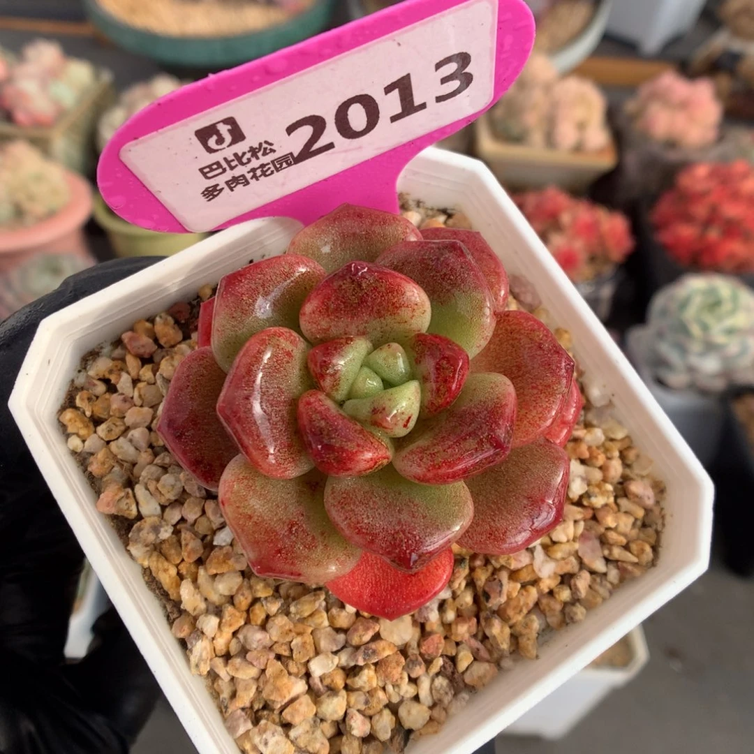 2013 红锦冰玉石化