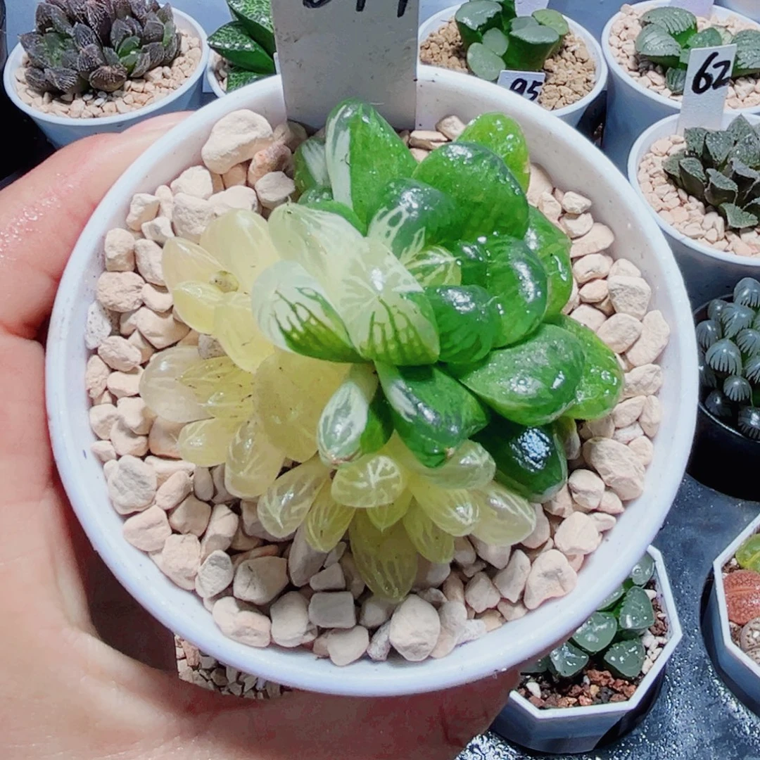 苏州玉露锦多肉植物6666