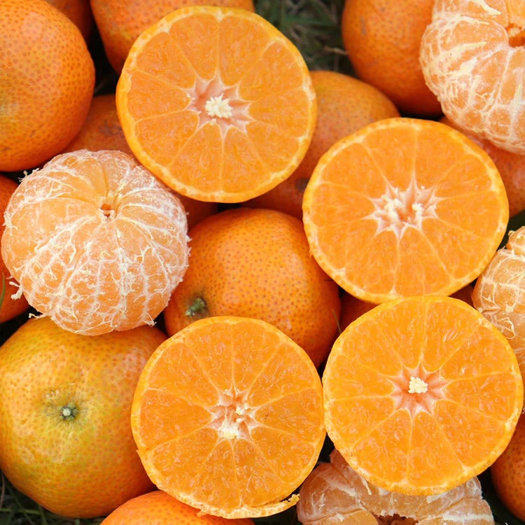 【砂糖橘】正品广西砂糖橘一份净重4斤左右 全甜香气足广西壮族自治区