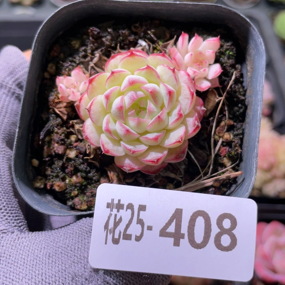 花利美25-408新品