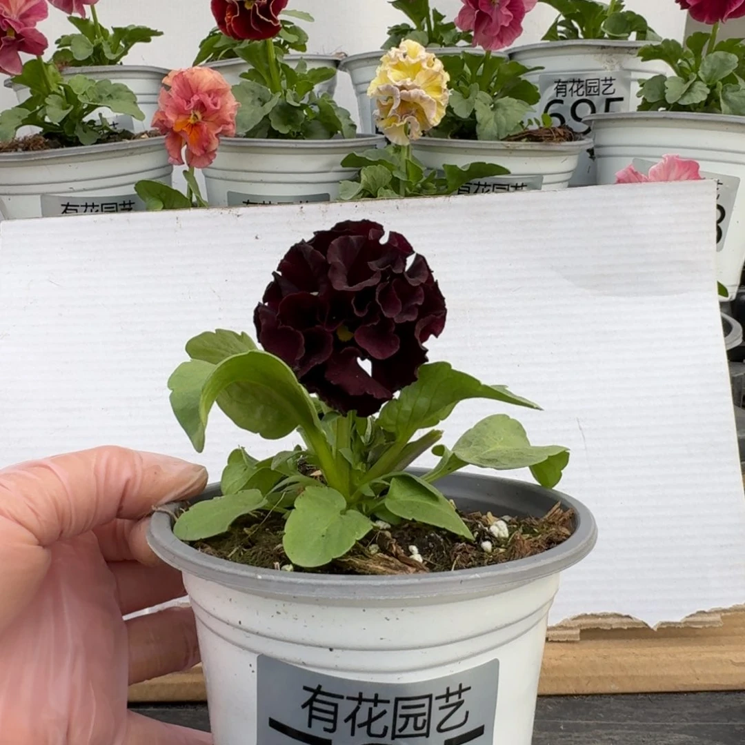 无花朵735号角堇