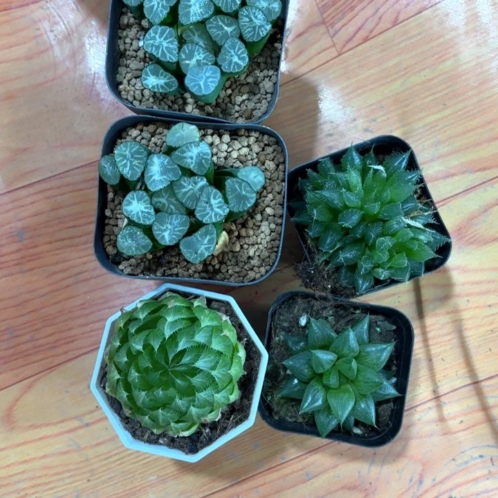 5颗换白盘多肉植物
