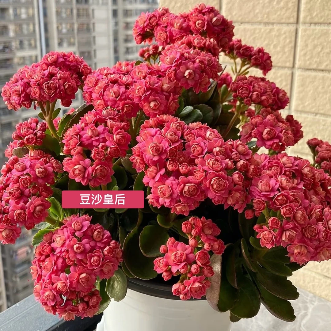 豆沙皇后 长寿带花苞盆栽花卉庭院阳台新手易养护