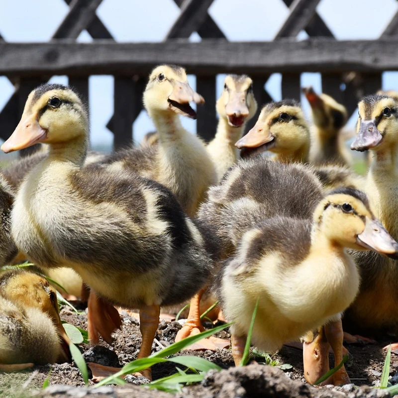 宠物鸭活体 柯尔鸭麻色鸭子