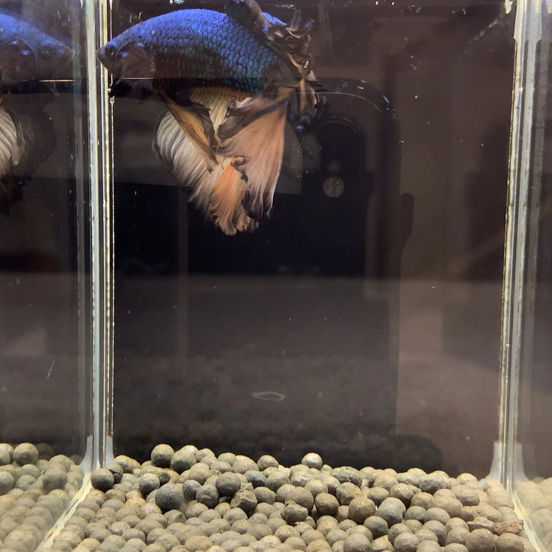 海水鱼七弟泰国斗鱼82