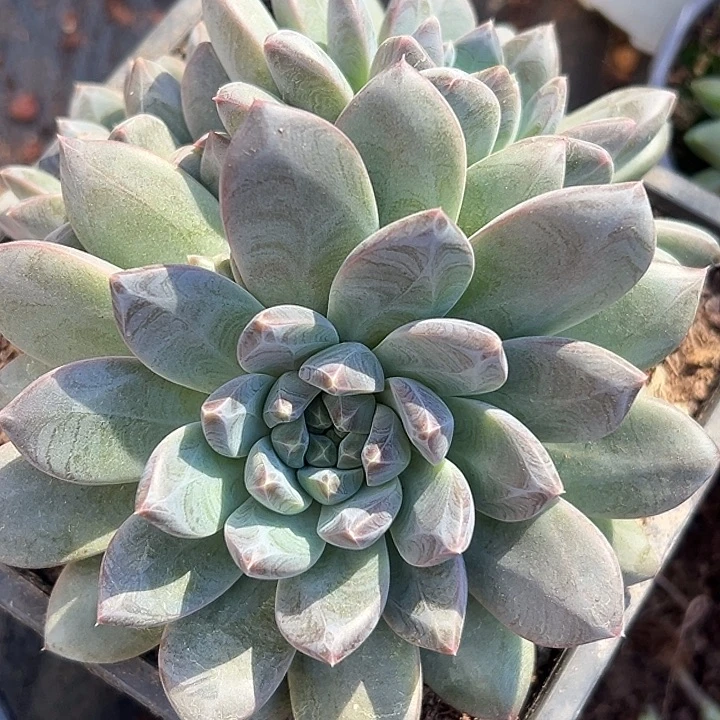 孤品美人特价福利美人