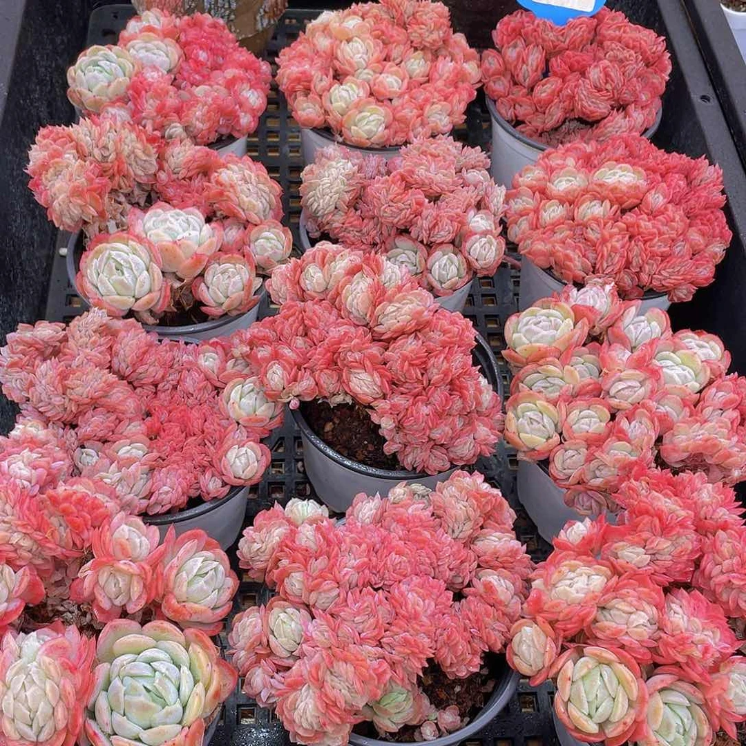 量拍67号 胭脂缀化一个