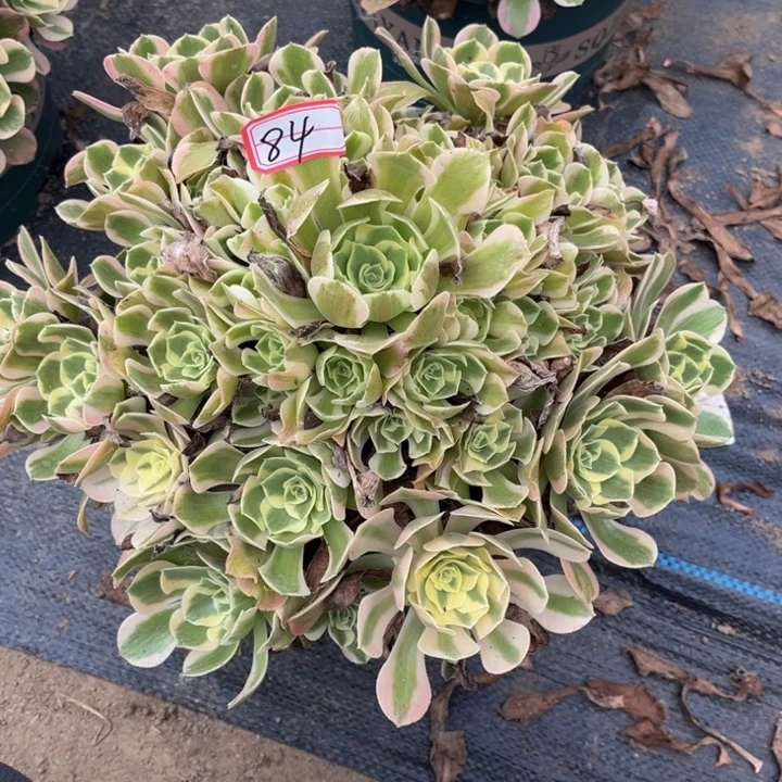 84女郎多肉植物法师