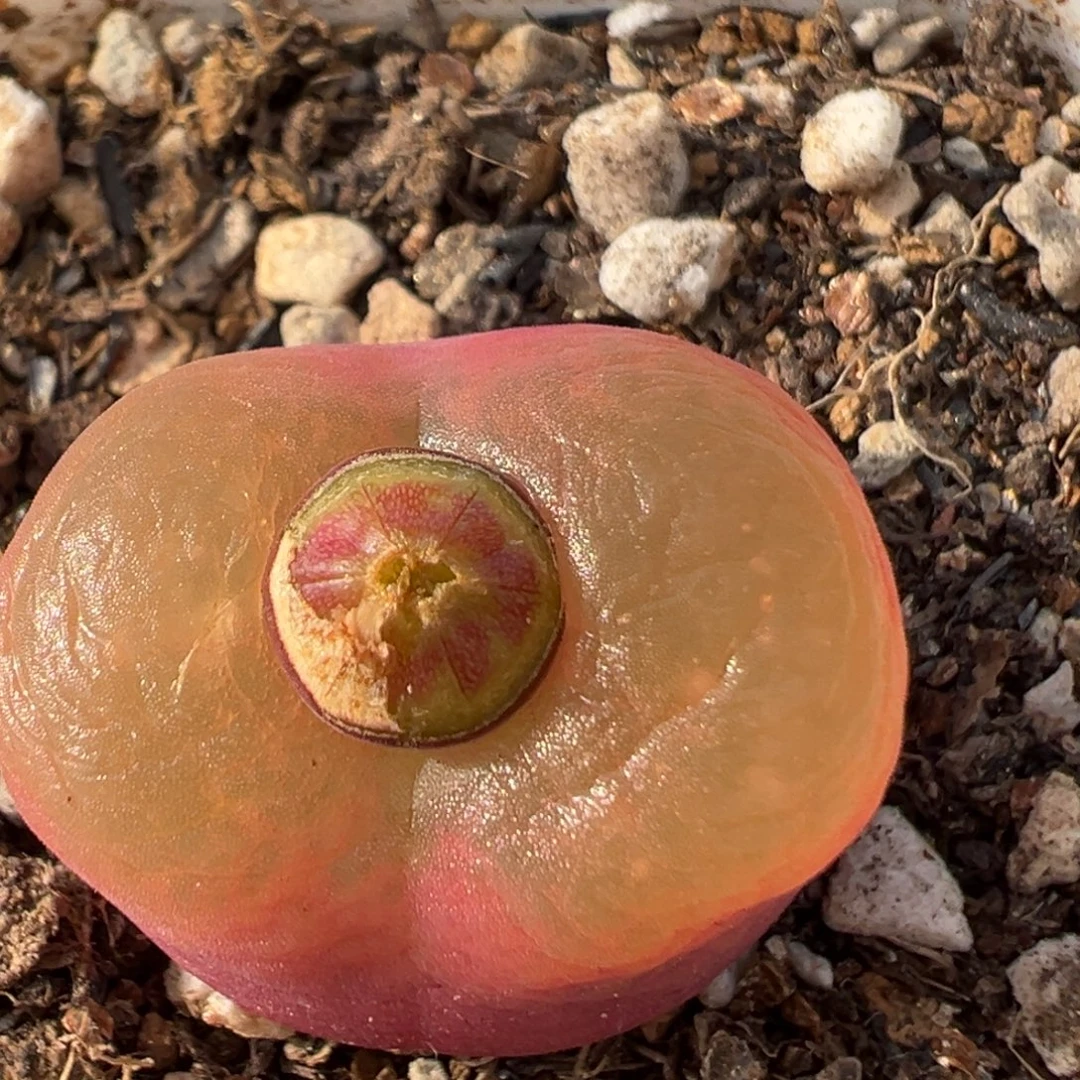 156多肉植物百科植物