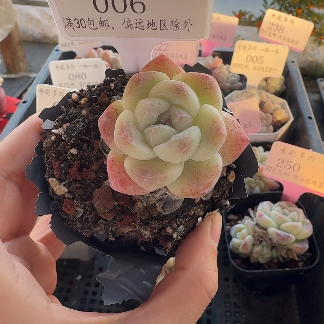 006 脱土 不包整 30元包邮非偏远