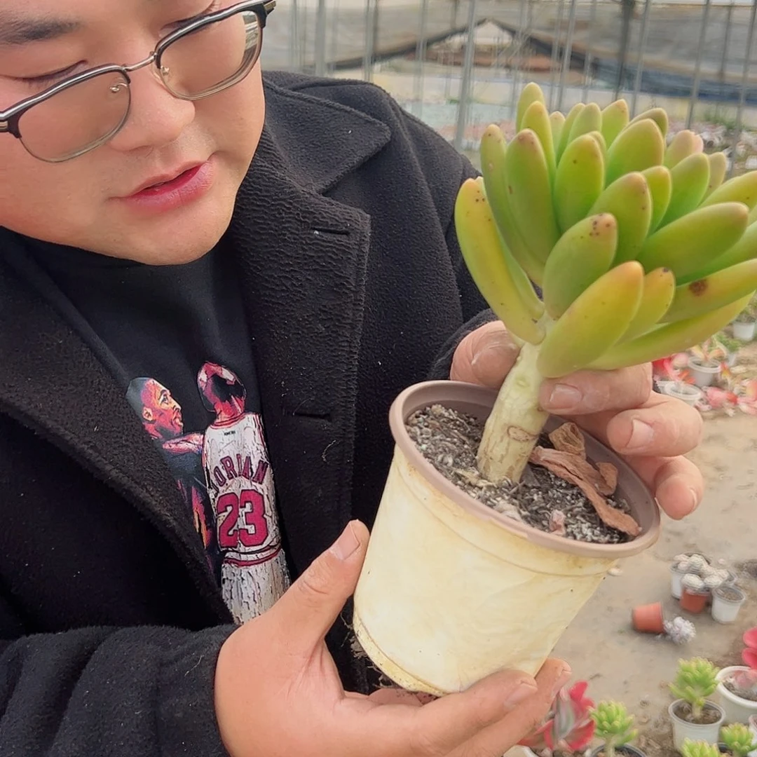 金禅大单头精品多肉大长腿