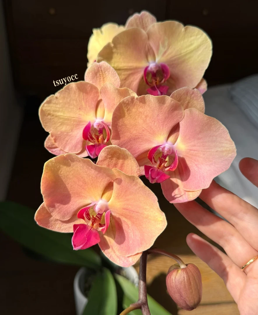 花大王【金钻石】3.0寸 复古色系 大花