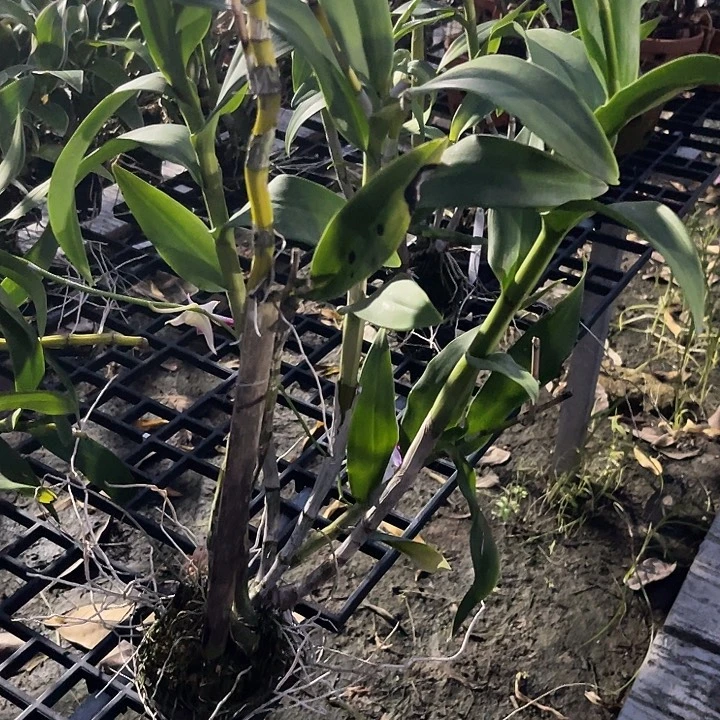 当前无花朵，栽培后可花朵海洋泼218