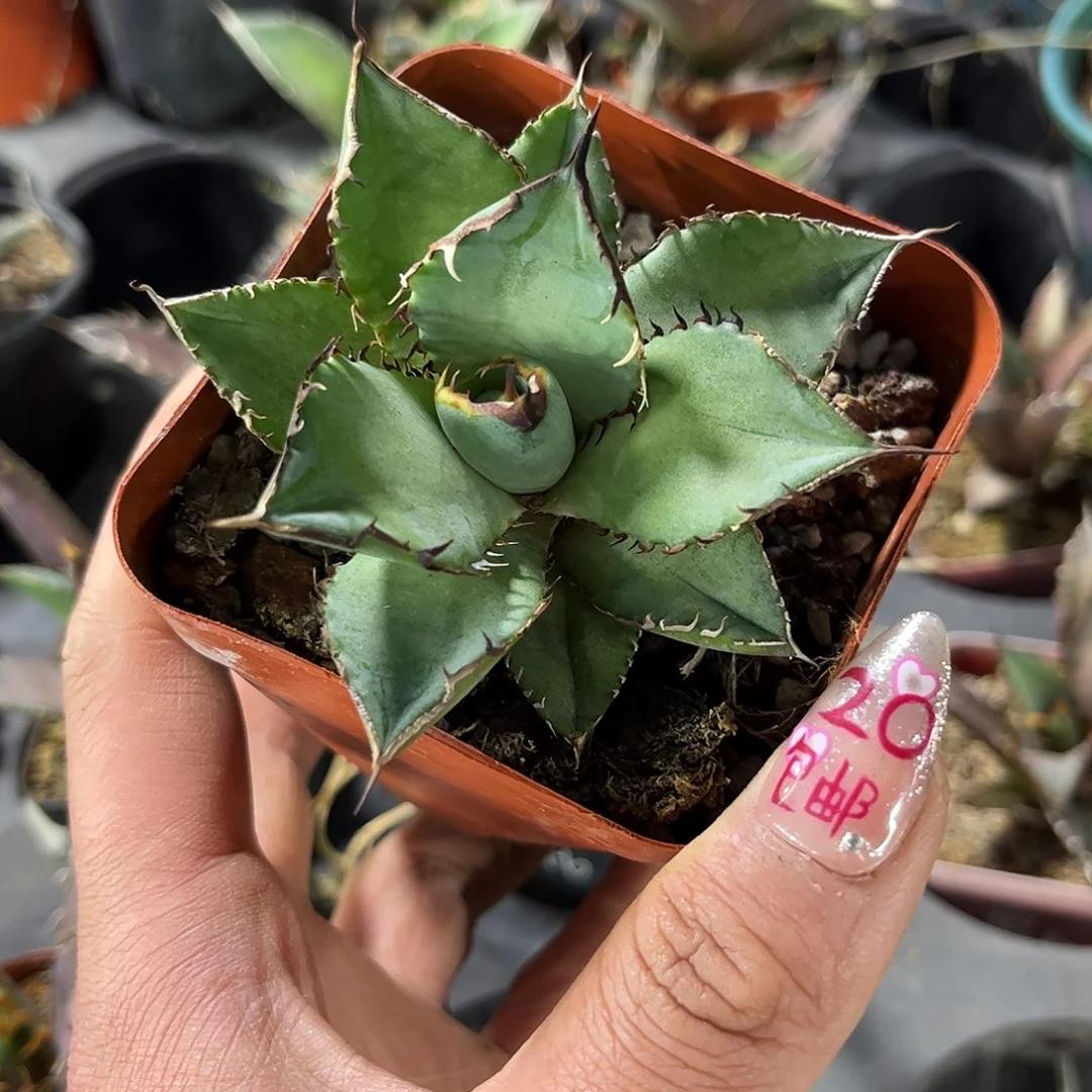 姬仁王冠单头发货有根