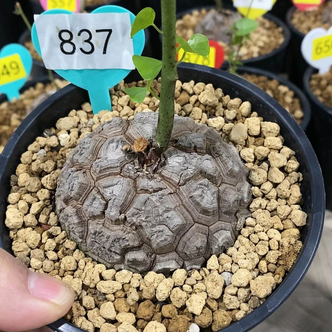 南非龟甲龙龟甲龙