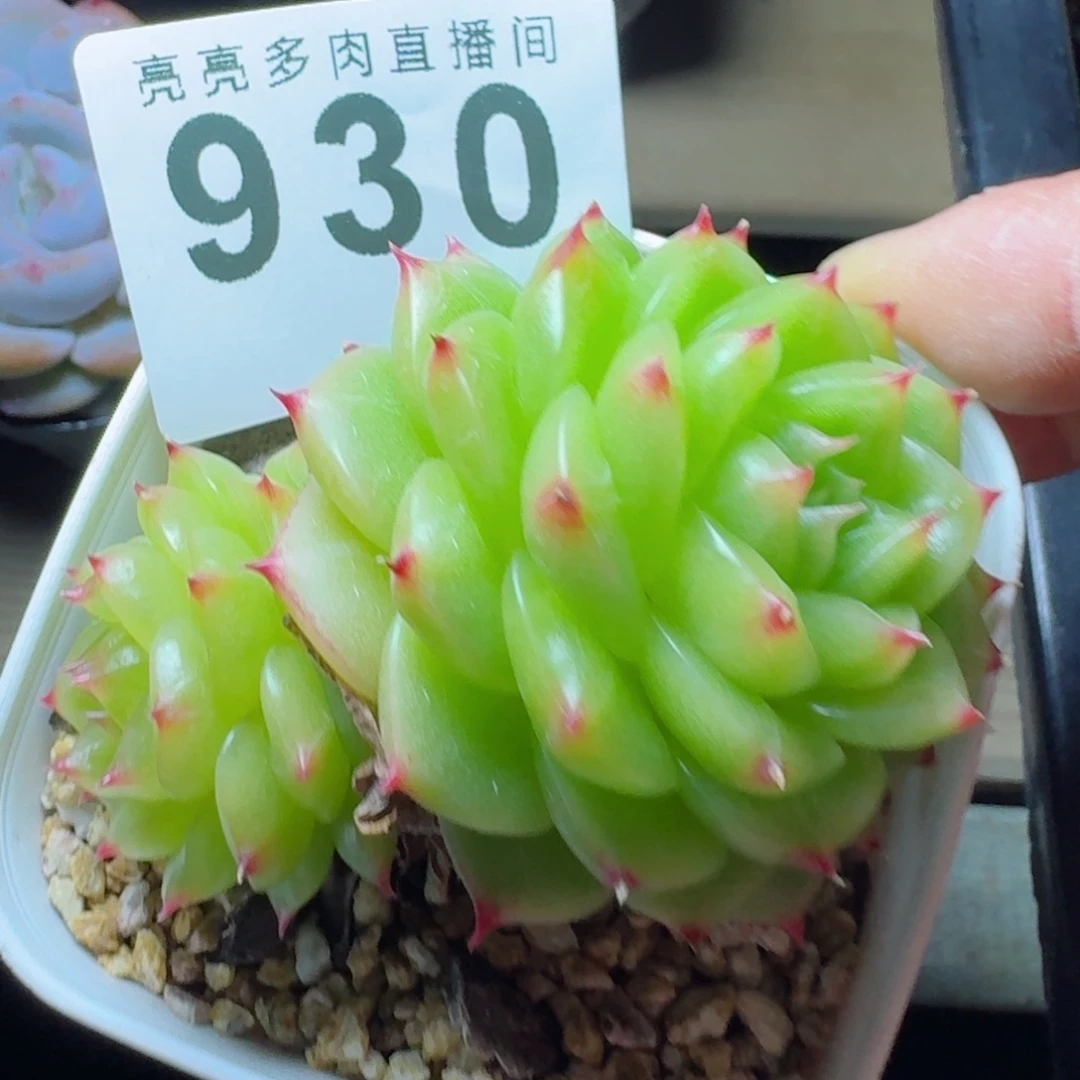 杜若珍妮          摇身一变高富帅，一夜暴富动作快