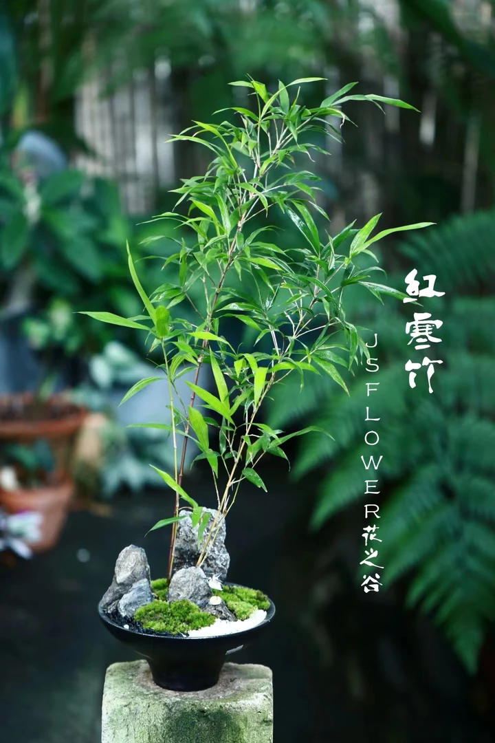 紫寒竹红寒竹一物一拍，室内竹子绿植盆栽，竹中精品，观竹子盆栽