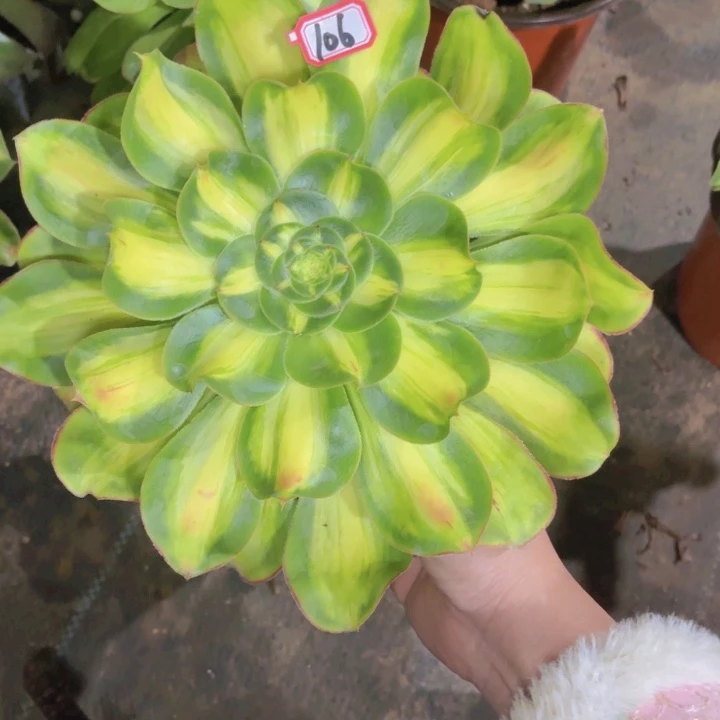 一物一拍暴君宽锦106