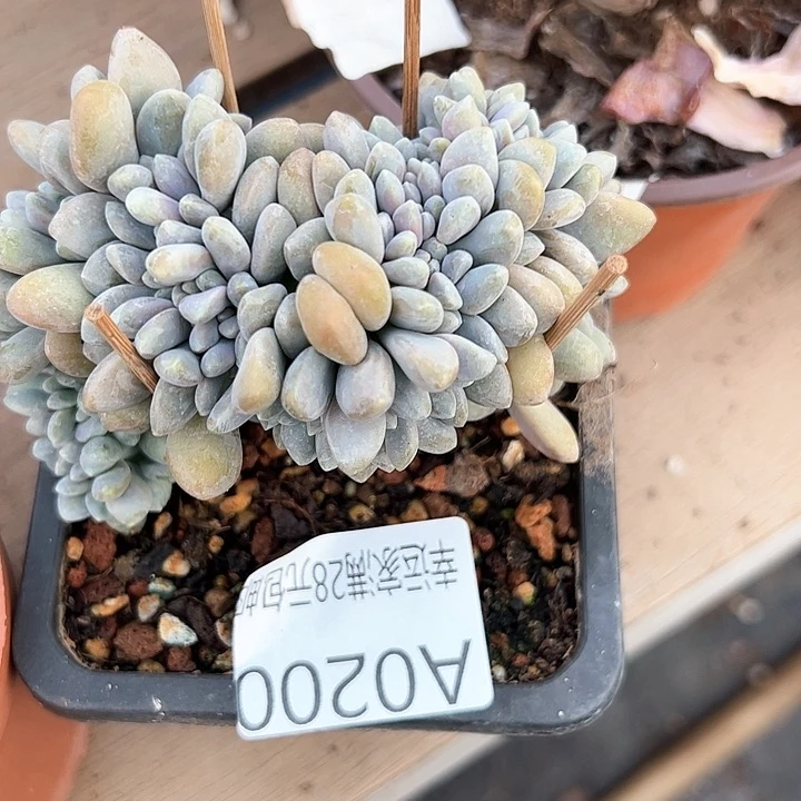 幸运的是我的朋友