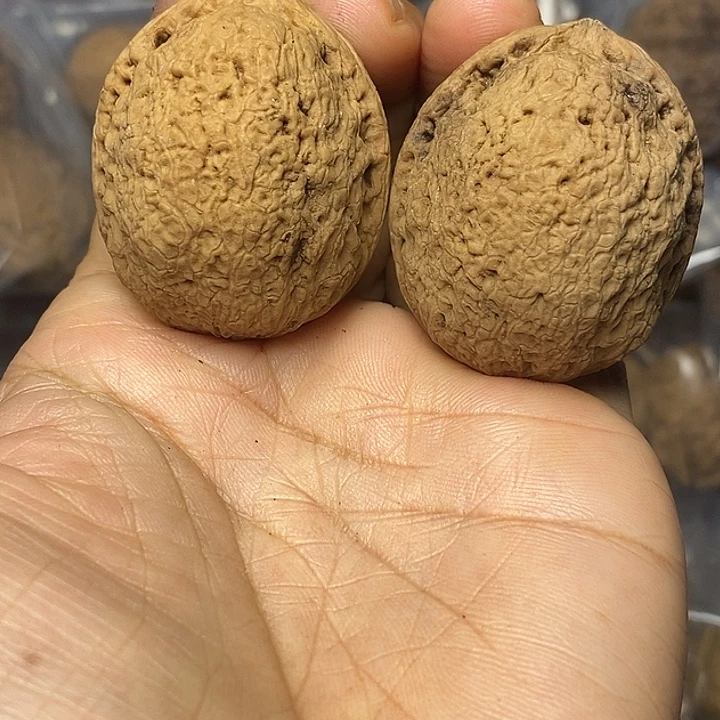 把件文玩核桃云南铁核桃50