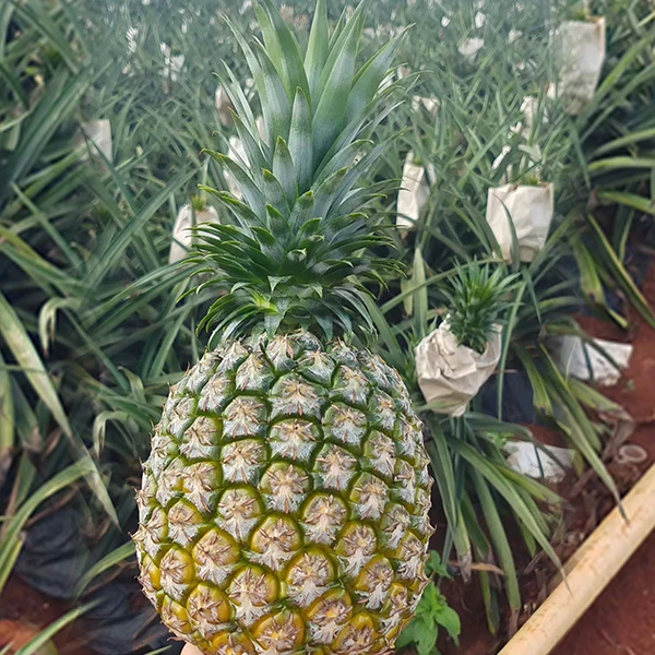 正宗徐闻曲界果农源产地现摘热带水果 西瓜大凤梨18斤装