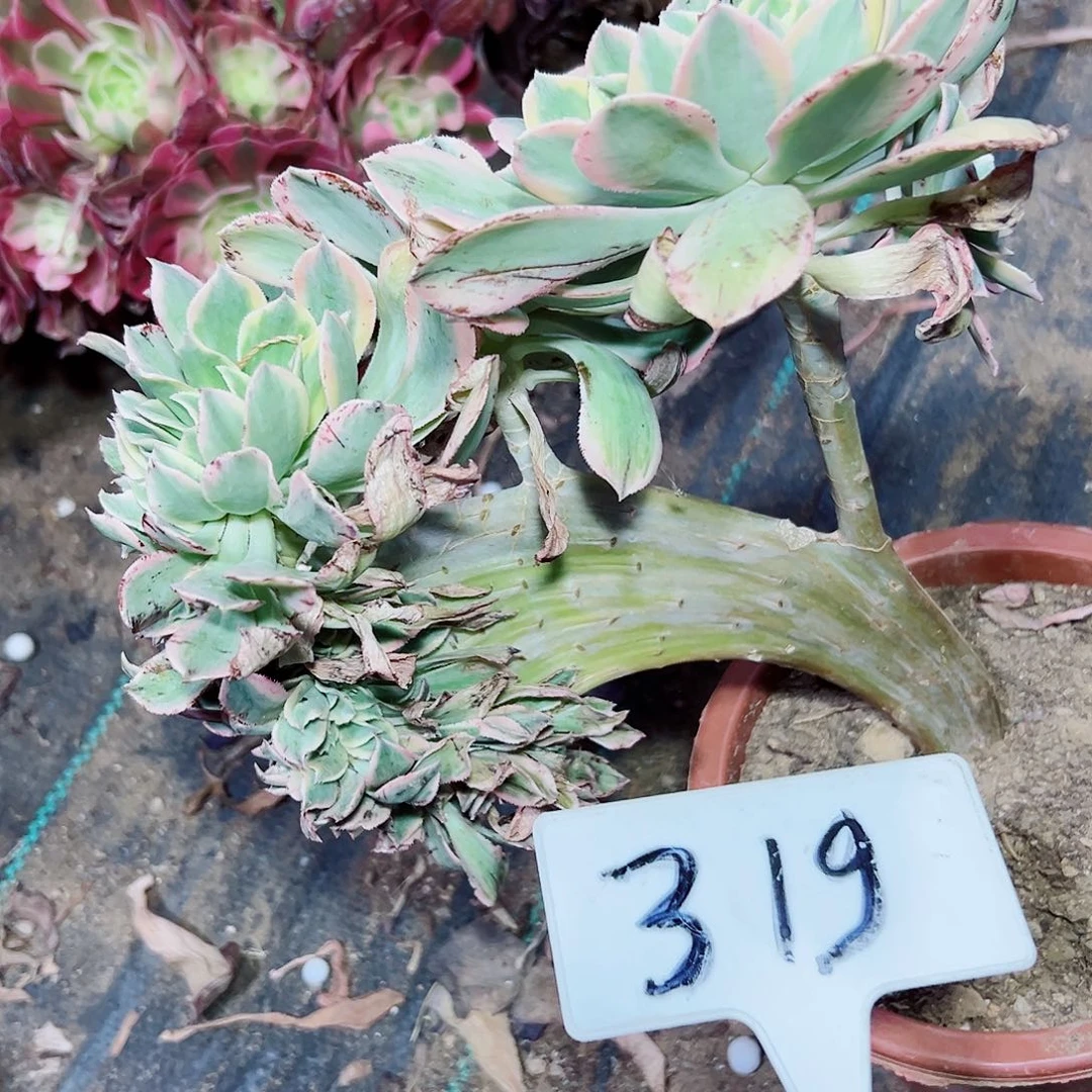 多肉植物灿烂缀花