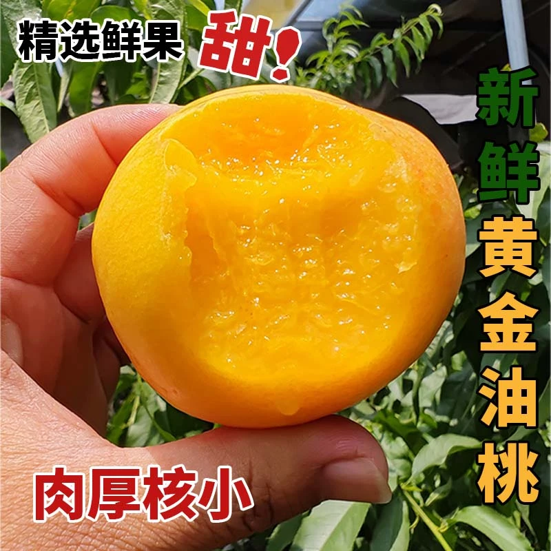 【头茬】山东蒙阴黄金油桃新鲜蜜黄桃香甜多汁应季水果脆甜黄油桃