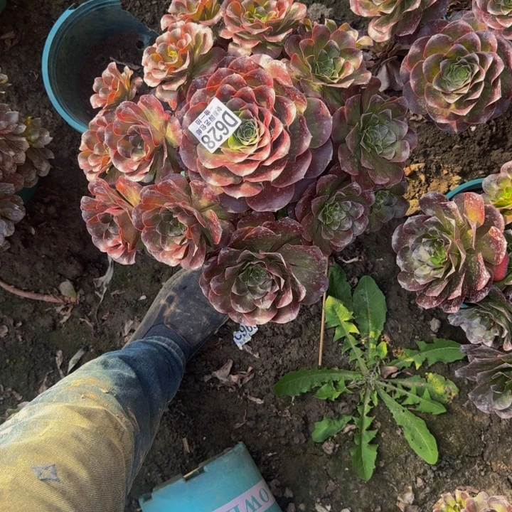 梅金花30-20包邮花花