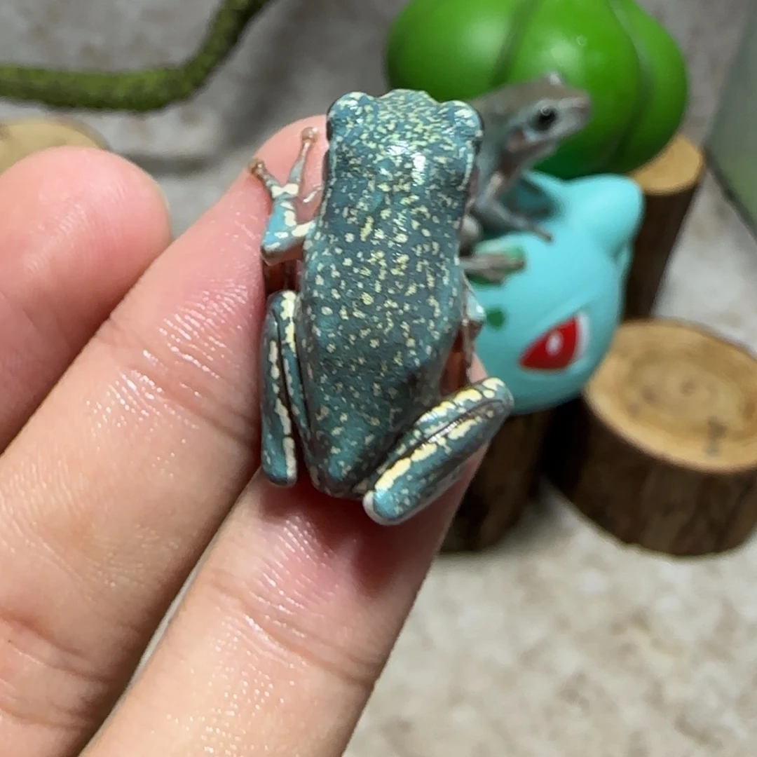 老爷树蛙9 魔鬼蓝金暴雪