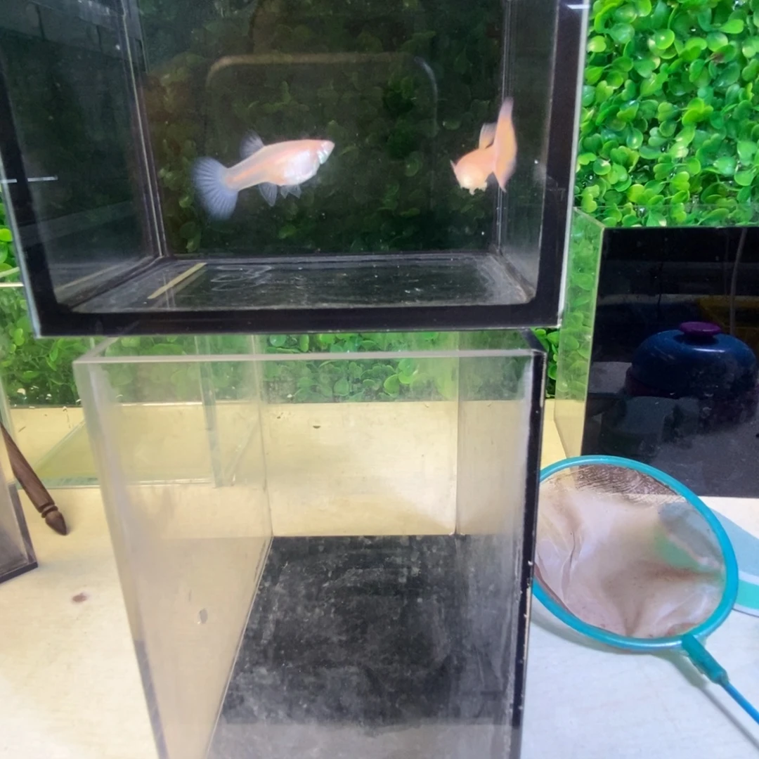 孔雀鱼金粉欧翼一对