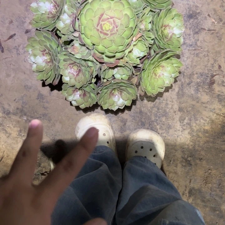 不包断枝法师链接129