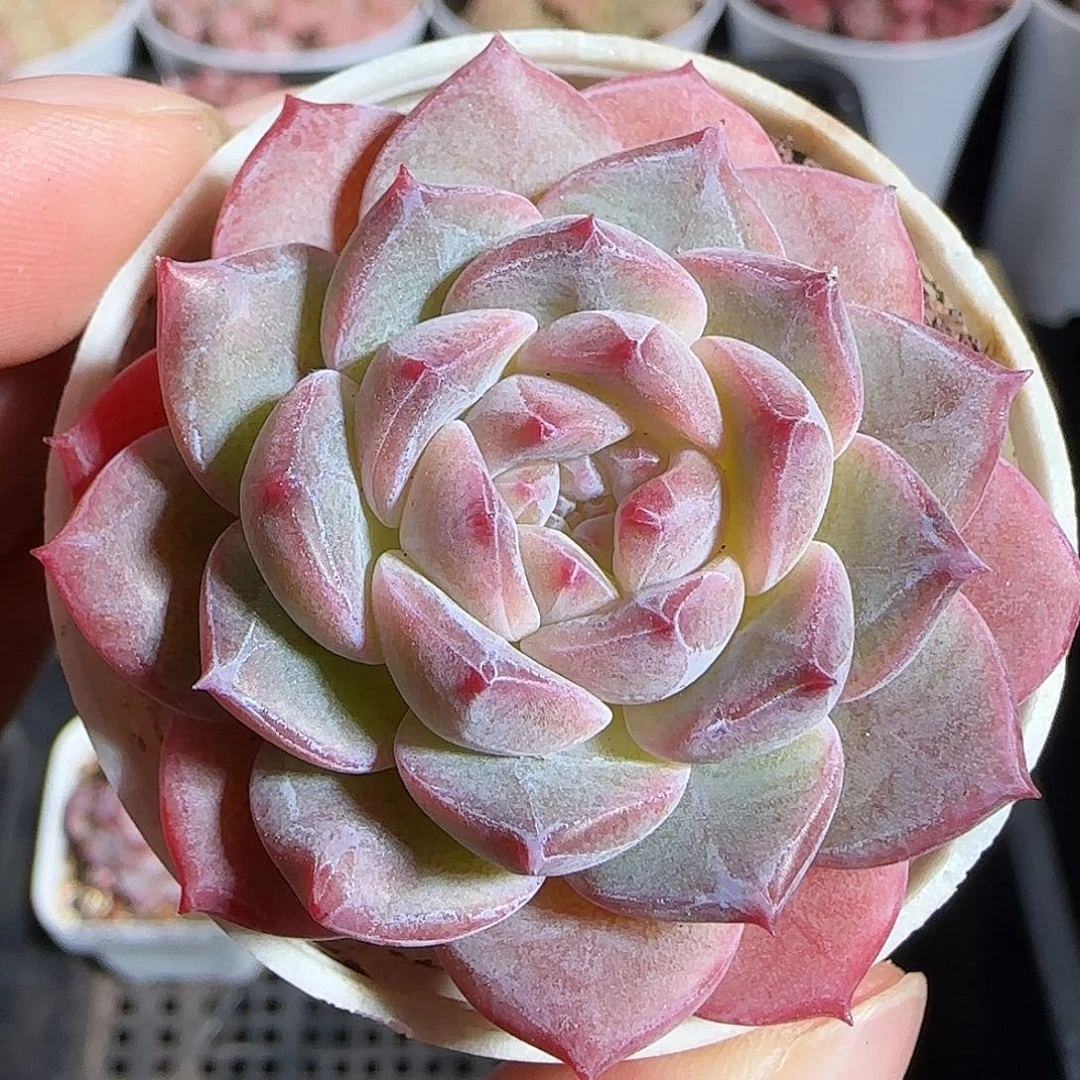 多肉1220-132福利