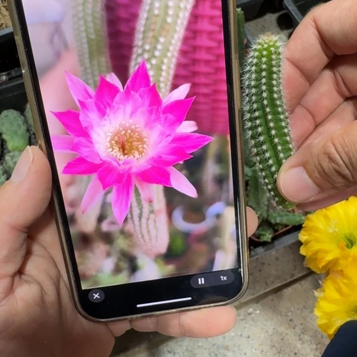 309白檀伊迪斯3个无根侧牙小，20包邮