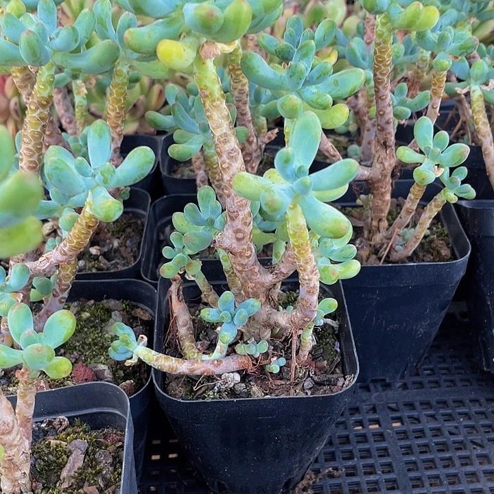 7方乙女心带盆土发