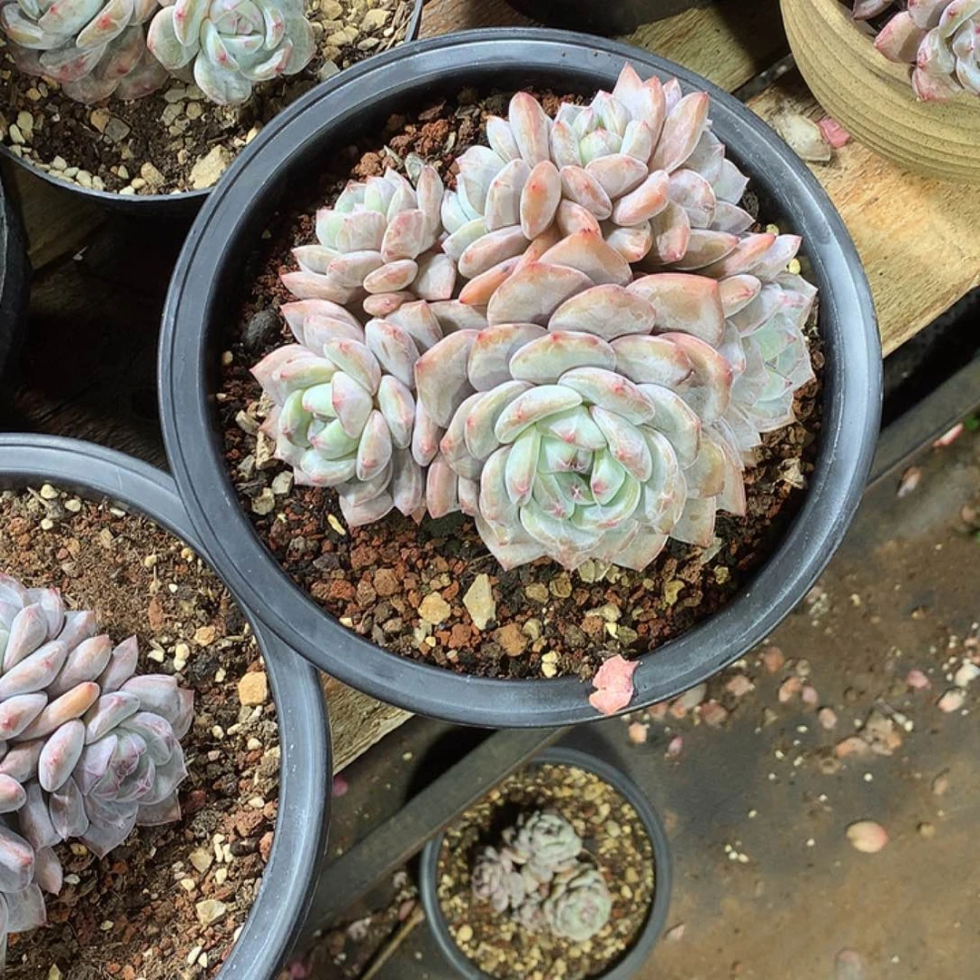 星影多肉植物哈哈2
