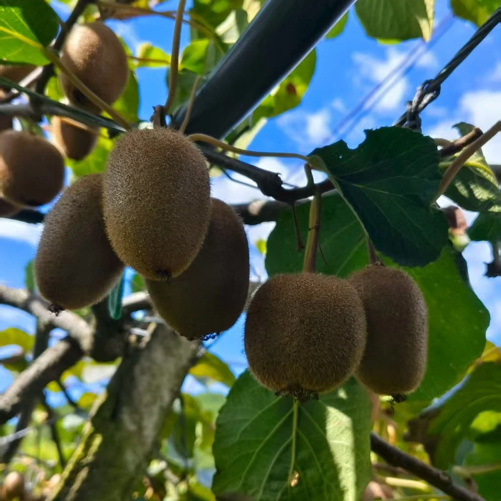 衢州江山本地翠香猕猴桃新鲜采摘