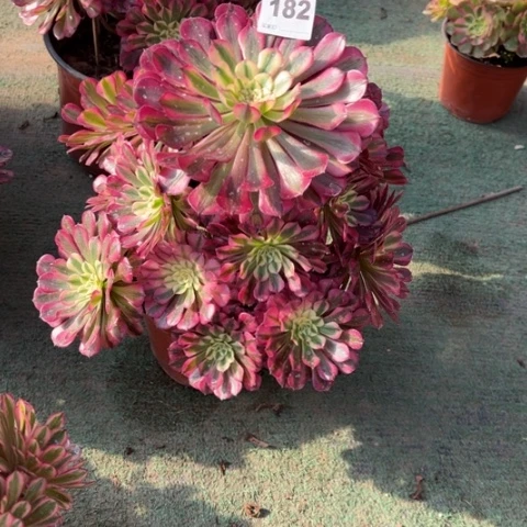 溪***棠182铜壶锦手捧多肉，