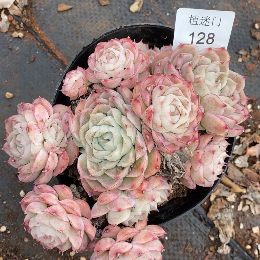 风**人杂交精品多肉128