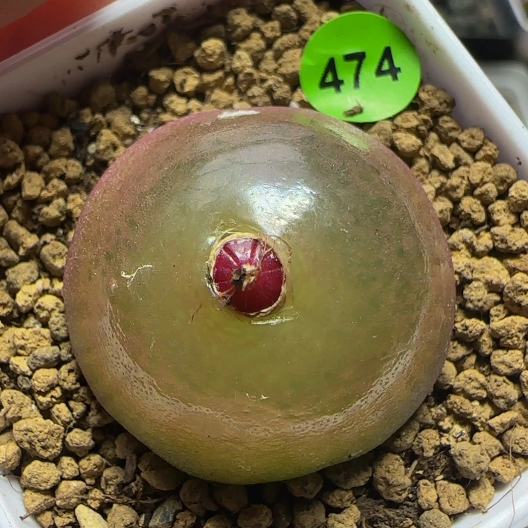灯泡2.8+多肉植物474